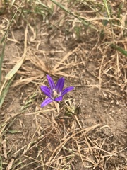 Brodiaea elegans elegans