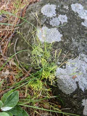 Cardamine parviflora