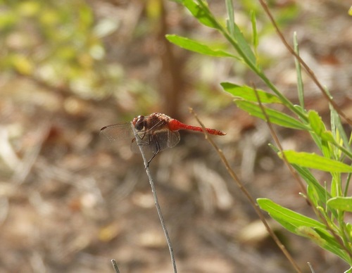 Red-tailed Pennant photo 5
