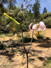 Lilium kelloggii