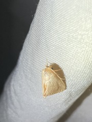 Tortricidia testacea