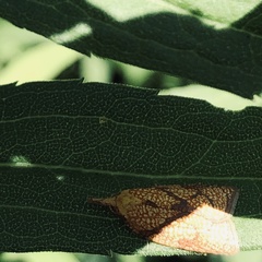 Cenopis reticulatana