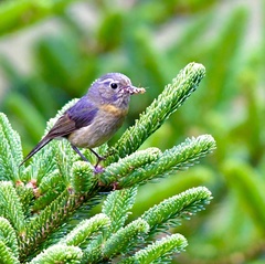 Tarsiger johnstoniae