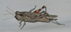 Melanoplus complanatipes