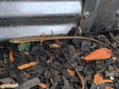 Elgaria multicarinata