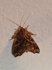 Callopistria floridensis