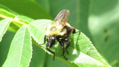 Laphria thoracica