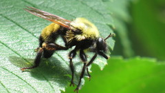 Laphria thoracica