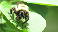 Laphria thoracica