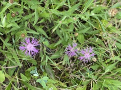 Centaurea × moncktonii