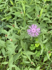 Centaurea × moncktonii