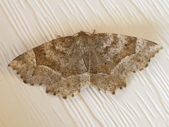 Metarranthis hypochraria