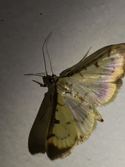 Eulepte
