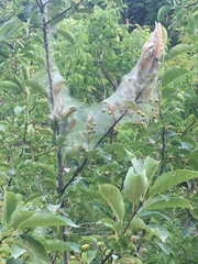 Aleiodes malacosomatos