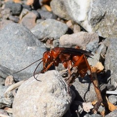 Tachypompilus unicolor