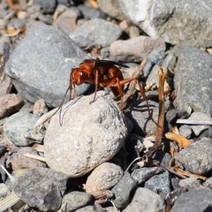 Tachypompilus unicolor