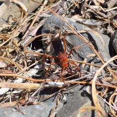 Tachypompilus unicolor