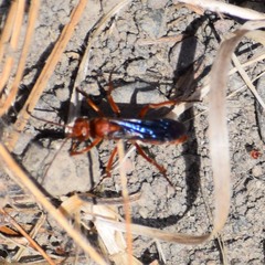 Tachypompilus unicolor