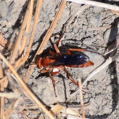 Tachypompilus unicolor