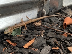 Elgaria multicarinata