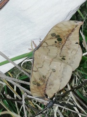 Copaxa multifenestrata