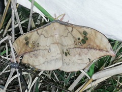 Copaxa multifenestrata