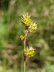 Carex tincta