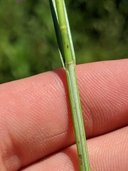 Carex tincta