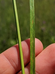 Carex tincta
