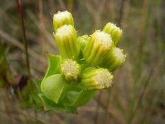 Pentacalia