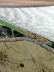 Copaxa multifenestrata