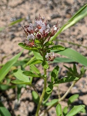 Polanisia dodecandra dodecandra