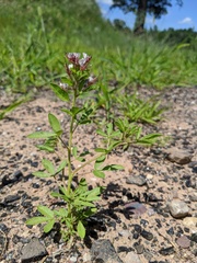 Polanisia dodecandra dodecandra
