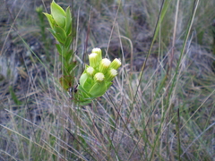 Pentacalia