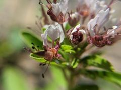 Polanisia dodecandra dodecandra