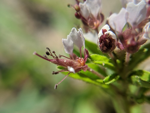 Polanisia dodecandra ssp. dodecandra