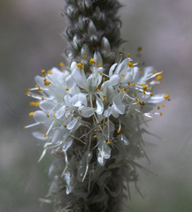 Dalea albiflora