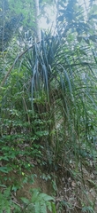 Pandanus piniformis