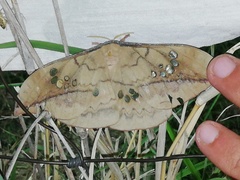 Copaxa multifenestrata