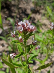 Polanisia dodecandra dodecandra