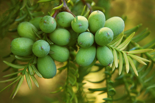 Torreya