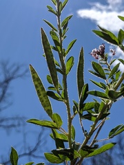 Polanisia dodecandra dodecandra