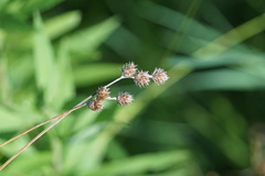 Carex molesta