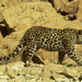 Leopardo Arabe - Photo (c) 
וסי אוד, algunos derechos reservados (CC BY)
