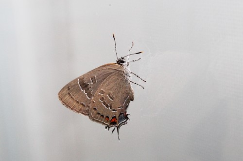 Banded Hairstreak
