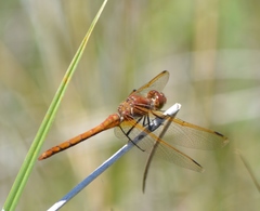 Sympetrum madidum