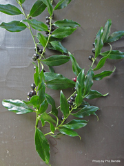 Sarcococca confusa