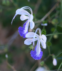 Trichostema arizonicum