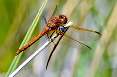 Sympetrum madidum