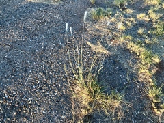 Bothriochloa saccharoides